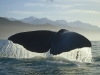 whale-tail.jpg