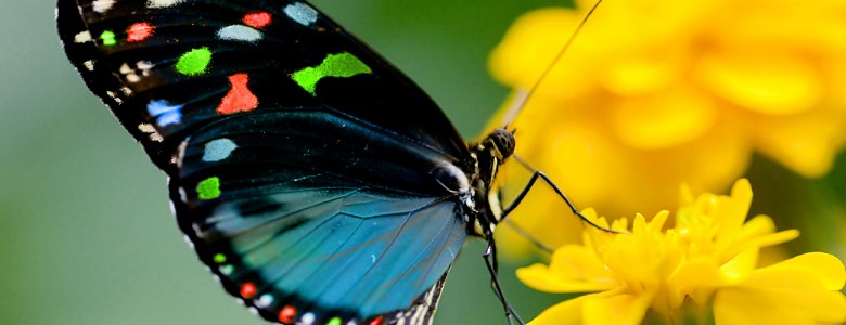 butterfly.jpg