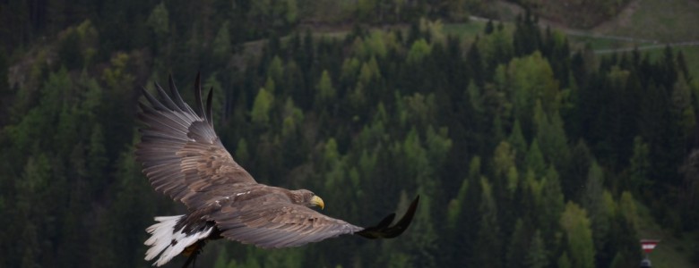 eagle-1.jpg