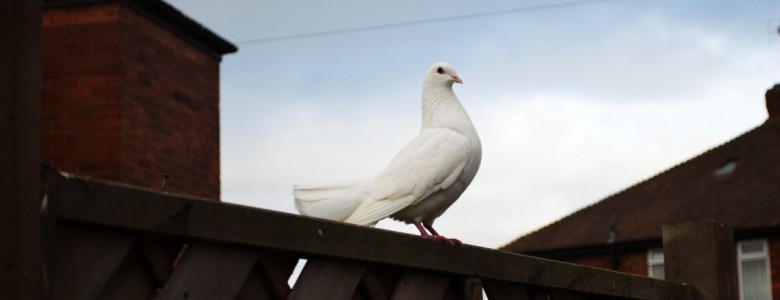 grace-1.jpg
