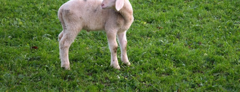 lamb-1.jpg