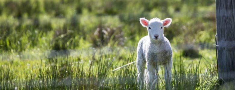 lamb-2.jpg
