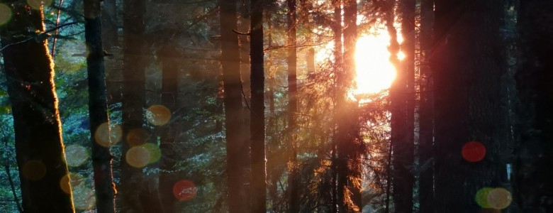 light-1.jpg