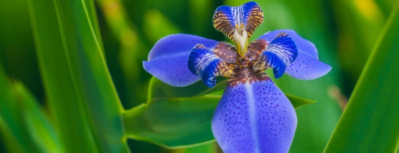 orchid.jpg