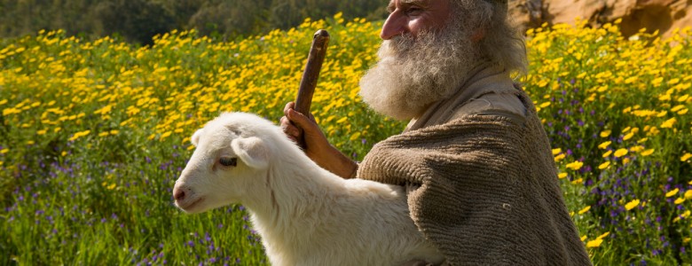 sheep.jpg