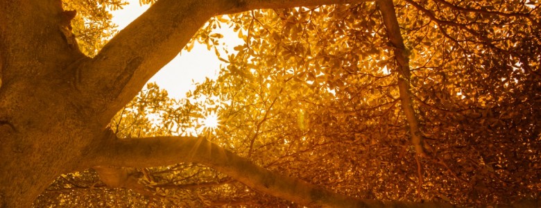 tree.jpg