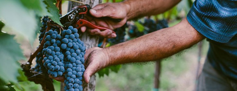 vineyard.jpg